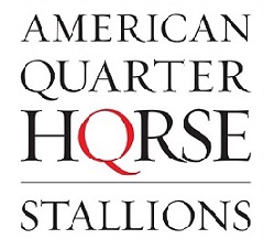 qstallions.com logo