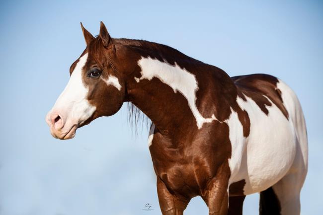 2019 apha high point amateur