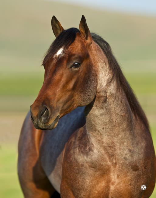 Menu Sire Summary Top Performers Weekly Activity Current Year Activity Performance Record 5 Cross Pedigree Nicking Report Nick Your Mare Catalog Pedigree Home All Stallions Directory Performance Pleasure Hunt Seat Halter Speed Events Pink