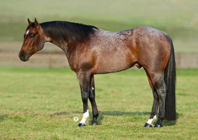 Menu Sire Summary Top Performers Weekly Activity Current Year Activity Performance Record 5 Cross Pedigree Nicking Report Nick Your Mare Catalog Pedigree Home All Stallions Directory Performance Pleasure Hunt Seat Halter Speed Events Pink