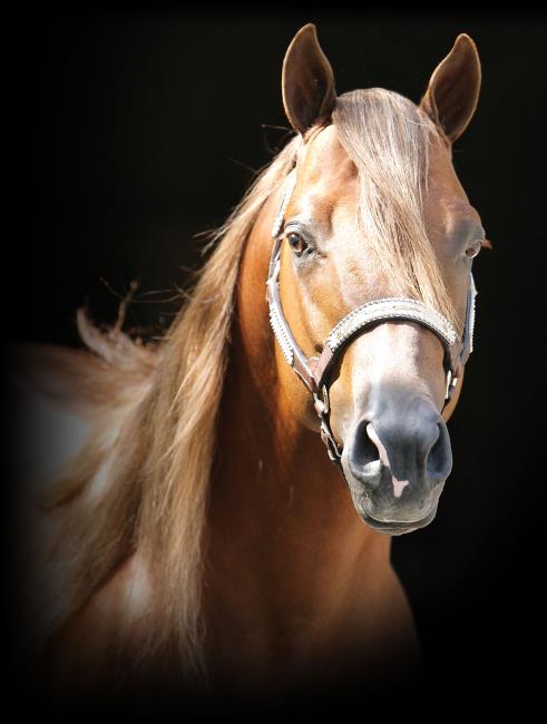Horses of the Sun ロバート・ヴァヴラ Amazon | Horses of the Sun (Postcardbooks) | Vavra, Robert