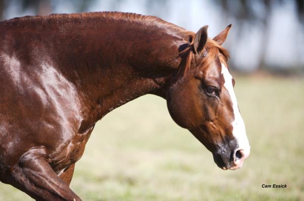 Menu Sire Summary Top Performers Weekly Activity Current Year Activity Performance Record 5 Cross Pedigree Nicking Report Nick Your Mare Catalog Pedigree Home All Stallions Directory Performance Pleasure Hunt Seat Halter Speed Events Pink